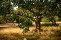 oak-7468708_1920-x842pksq9tf7z2g