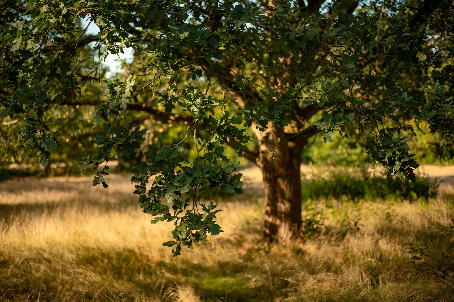 oak-7468708_1920-x842pksq9tf7z2g_1