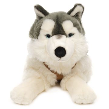 Husky, liegend (mit Geschirr) - 62 cm (Länge) -- Plüsch-Hund