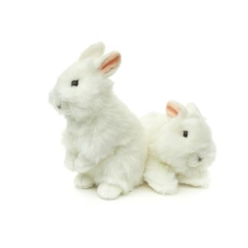 Löwenkopf-Kaninchen mit aufgestellten Ohren 2 sort - VE 72 St