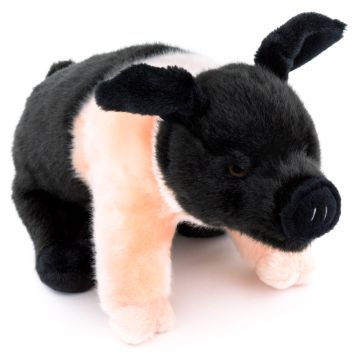 Angler Sattelschwein, stehend - 25 cm (Länge) -- Plüsch-Schwein, Ferkel