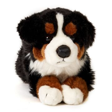 Berner Sennenhund, liegend - 38 cm