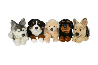 Schäferhund, Retriever ,Husky,Berner Sennenhund,Rottweiler